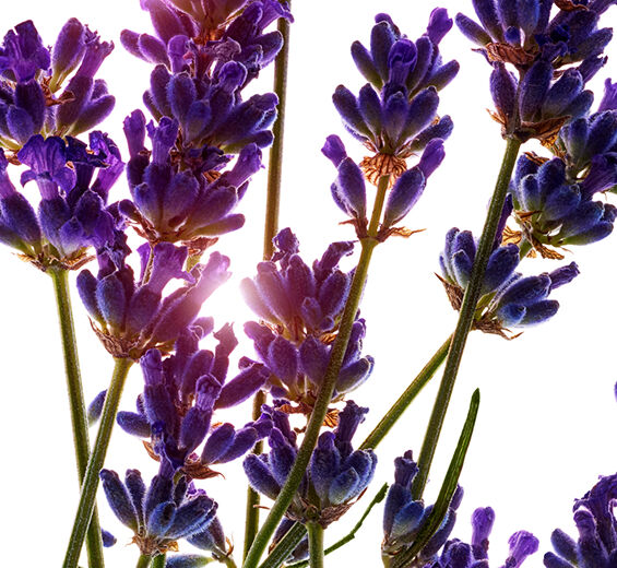 라벤더-라벤더 에센셜 오일-Lavandula angustifolia (lavender) oil
