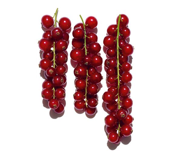 레드커런트-유기농 레드커런트 추출물-Ribes rubrum (currant) fruit extract