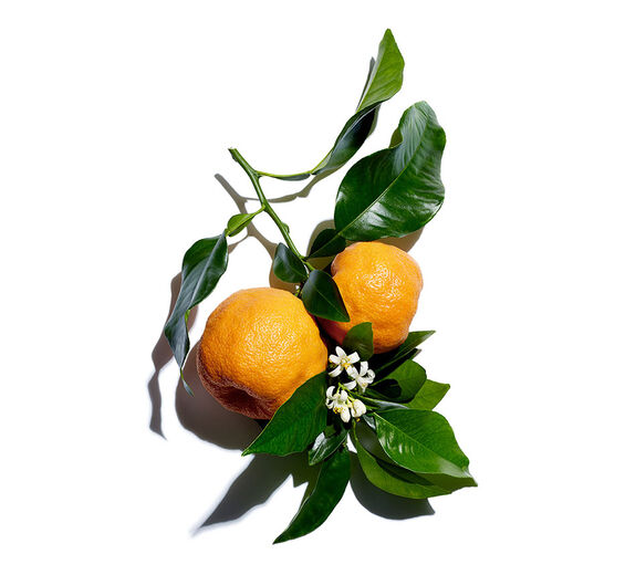 비터 오렌지 나무-비터 오렌지 플라워 워터-Citrus aurantium amara (bitter orange) flower water