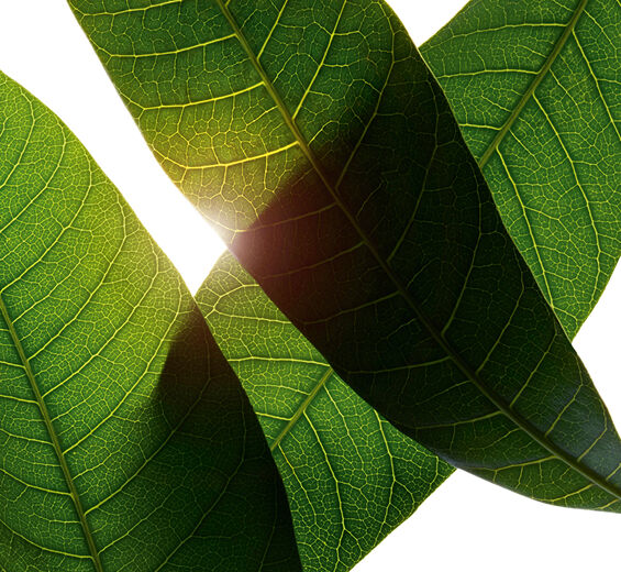 망고나무-망고 잎 추출물-Mangifera indica (mango) leaf extract