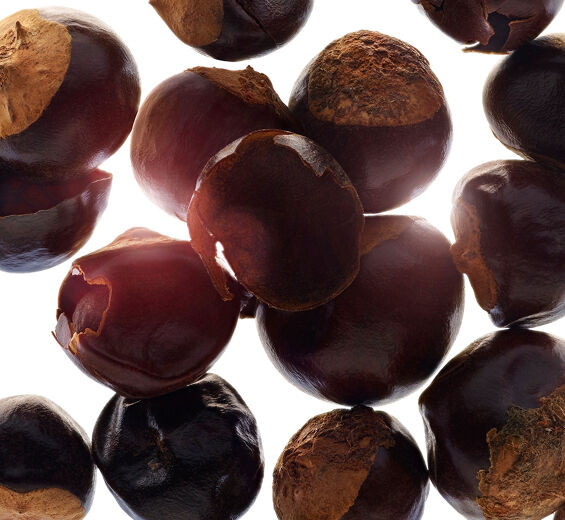 과라나-유기농 과라나 추출물-Paullinia cupana seed extract