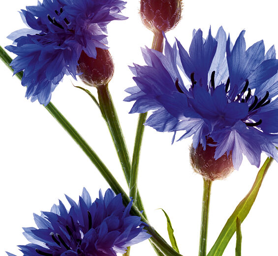 수레국화-유기농 수레국화 추출물-Centaurea cyanus flower extract