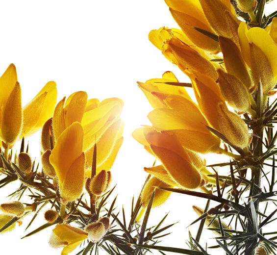 가시금작화-가시금작화 추출물-Ulex europaeus leaf/root/stem extract