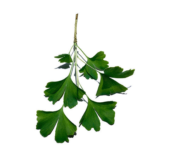 은행잎-은행잎 추출물-Ginkgo biloba leaf extract