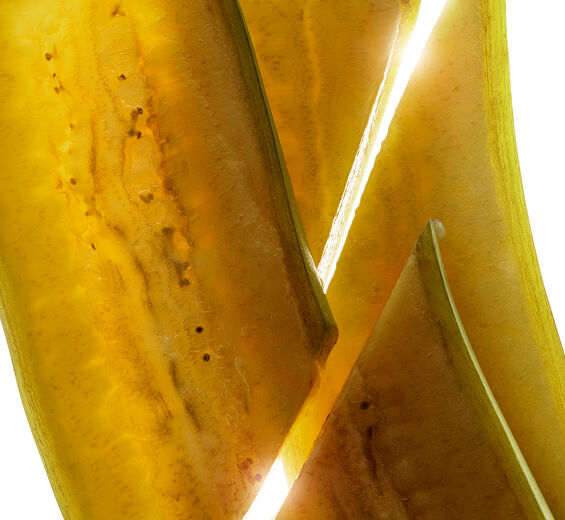 바나나 나무-그린 바나나 추출물-Musa sapientum (banana) fruit extract