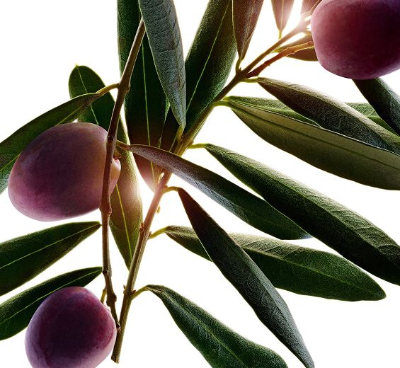 올리브 나무-올리브 추출물-Olea europaea (olive) leaf extract