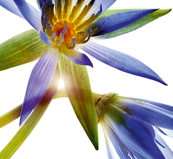 블루 로터스-블루 로터스 왁스-Nymphaea caerulea flower extract