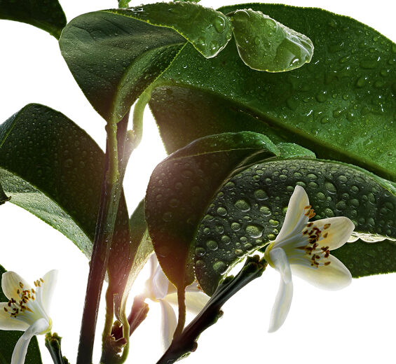 비터 오렌지 나무-비터 오렌지 플라워 워터-Citrus aurantium amara (bitter orange) flower water