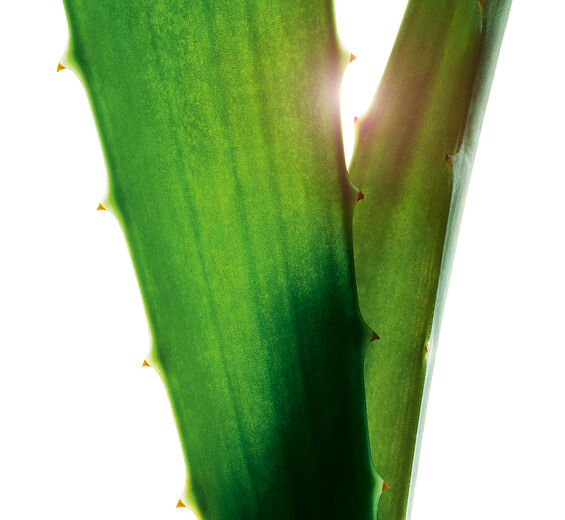 알로에 베라-알로에 베라 추출물-Aloe barbadensis leaf juice,aloe barbadensis leaf juice powder