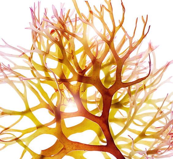 아이리쉬 모스-아이리쉬 모스 추출물-Chondrus crispus (carrageenan) extract