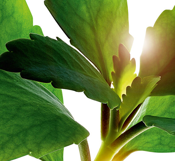 칼란코에-칼란코에 추출물-Kalanchoe pinnata leaf extract