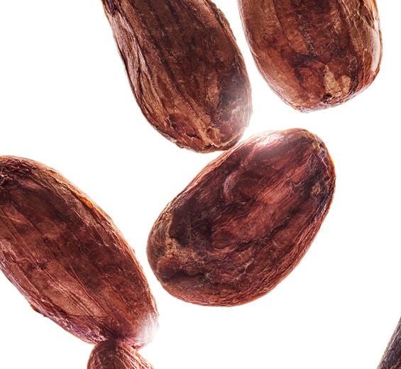 코코아나무-코코아 가루 추출물-Theobroma cacao (cocoa) extract