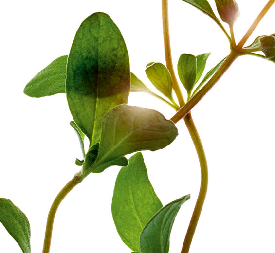스위트 마조람-마조람 에센셜 오일-Origanum majorana leaf oil