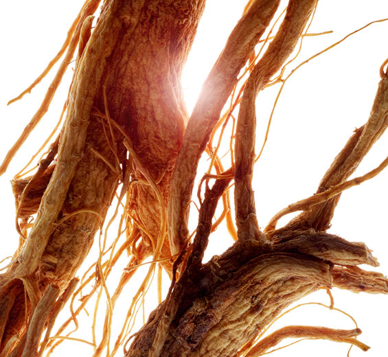 인삼-인삼 추출물-Panax ginseng root extract