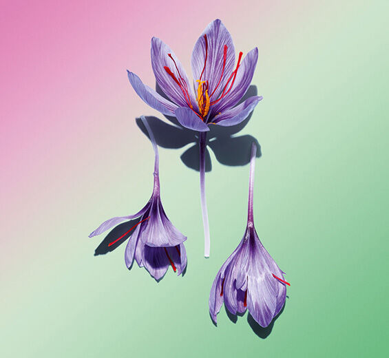 사프란-사프란 꽃 폴리페놀-Crocus sativus flower extract
