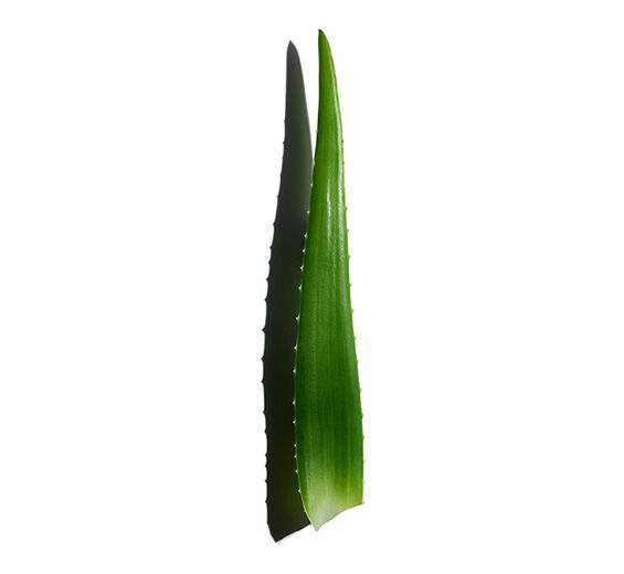 알로에 베라-알로에 베라 추출물-Aloe barbadensis leaf juice,aloe barbadensis leaf juice powder