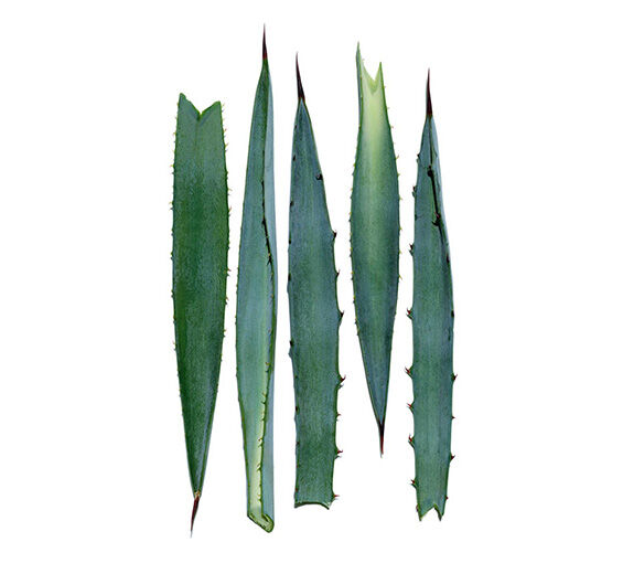 블루 아가베-블루 아가베 추출물-Agave tequilana leaf extract