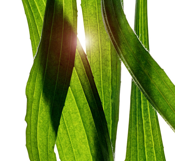 창질경이-창질경이 추출물-Plantago lanceolata leaf extract