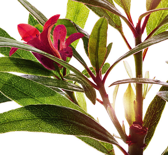 알펜로제-알펜로제 추출물-Rhododendron ferrugineum extract