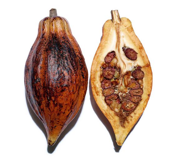 코코아나무-코코아 가루 추출물-Theobroma cacao (cocoa) extract