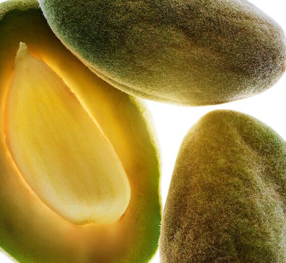 아몬드 나무-스위트 아몬드 오일-Prunus amygdalus dulcis (sweet almond) oil