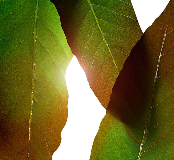 황기-황기 추출물-Engelhardtia chrysolepis leaf extract
