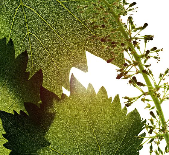 포도덩굴-포도덩굴꽃세포 추출물-Vitis vinifera (grape) flower cell extract