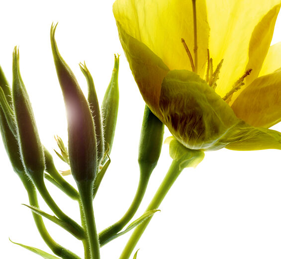 달맞이꽃-달맞이꽃 추출물(유기농 식물)-Oenothera Biennis (Evening Primrose) Flower/Leaf/Stem Extract
