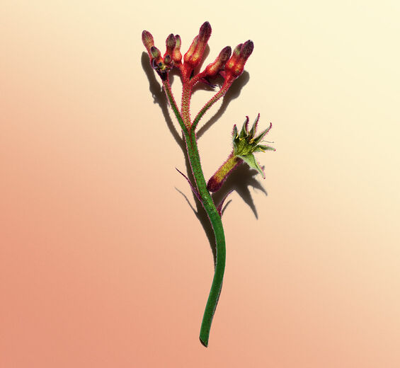 캥거루 플라워-캥거루 플라워 추출물-Anigozanthos flavidus extract