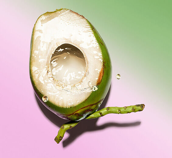 코코넛 나무-코코넛 오일-Cocos nucifera (Coconut) oil