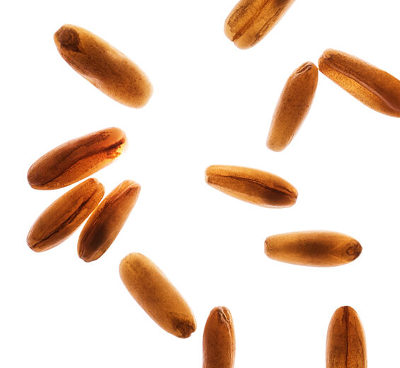 오트-오트 가루-Avena sativa (oat) kernel flour