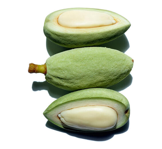 아몬드 나무-스위트 아몬드 오일-Prunus amygdalus dulcis (sweet almond) oil