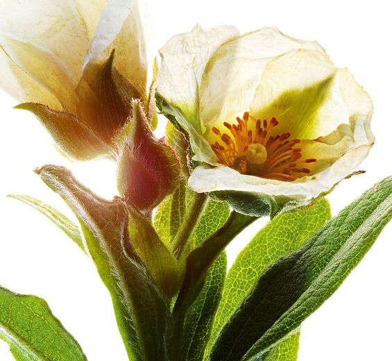 몽펠리에 락로즈-몽펠리에 락로즈 추출물-Cistus monspeliensis extract