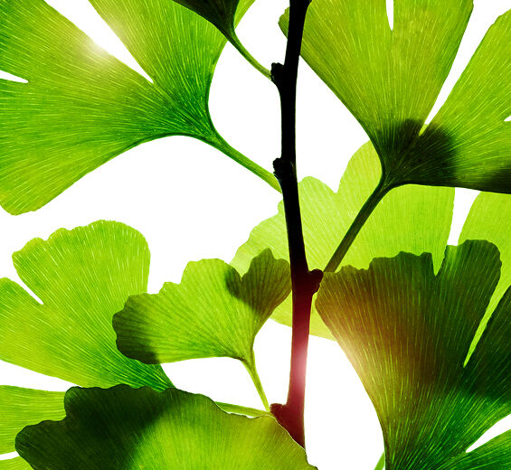 은행잎-은행잎 추출물-Ginkgo biloba leaf extract