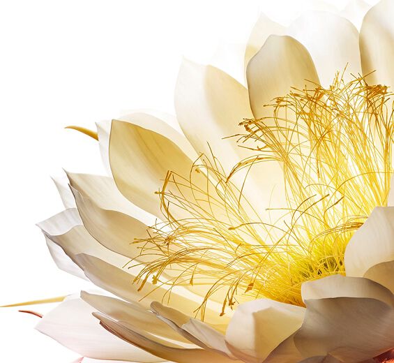 문라이트 플라워-야간왕초 냉동 추출물-Cereus grandiflorus (cactus) flower extract