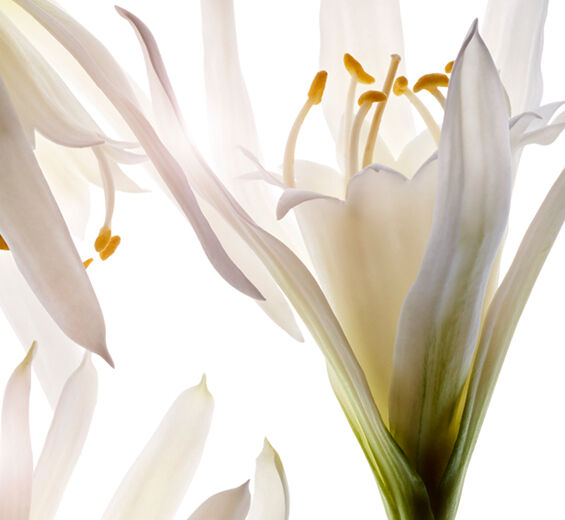 해백합-해백합 추출물-Pancratium maritimum extract