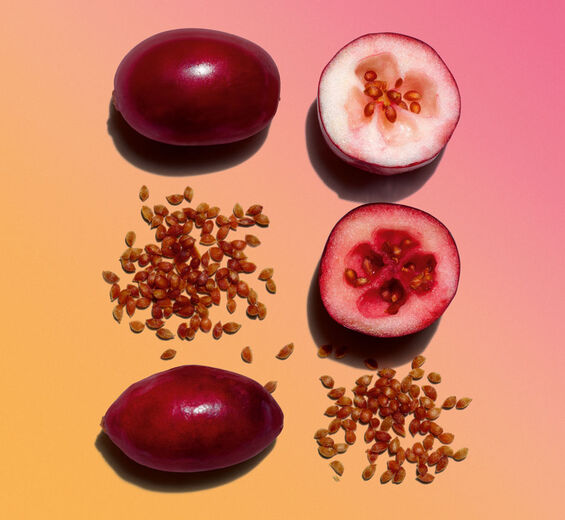 크랜베리-유기농 크랜베리 오일-Vaccinium macrocarpon (cranberry) seed oil