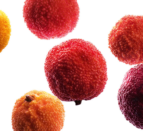 딸기나무-딸기나무 열매 추출물-Arbutus unedo fruit extract