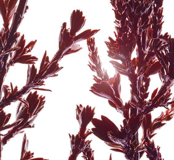 미로탐누스-미로탐누스 추출물-Myrothamnus flabellifolia leaf/stem extract