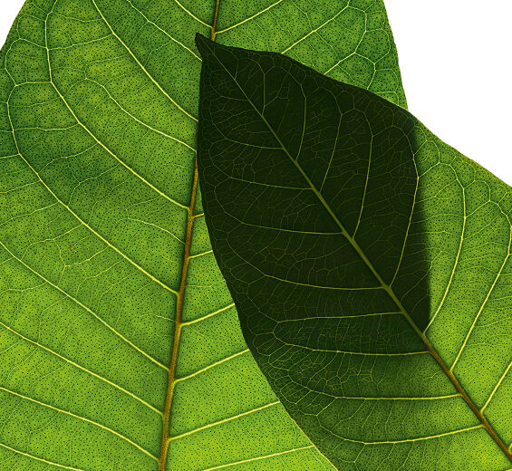하룬가나-하룬가나 추출물-Harungana madagascariensis extract