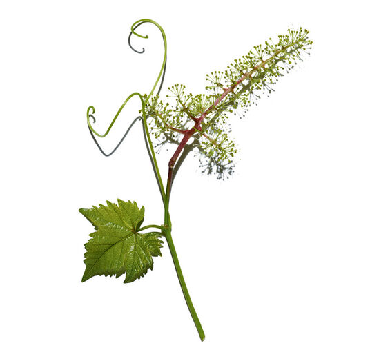 포도덩굴-포도덩굴꽃세포 추출물-Vitis vinifera (grape) flower cell extract