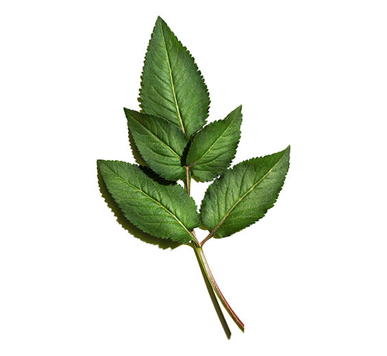 도깨비바늘-바데리아카시아 추출물-Bidens Pilosa Extract
