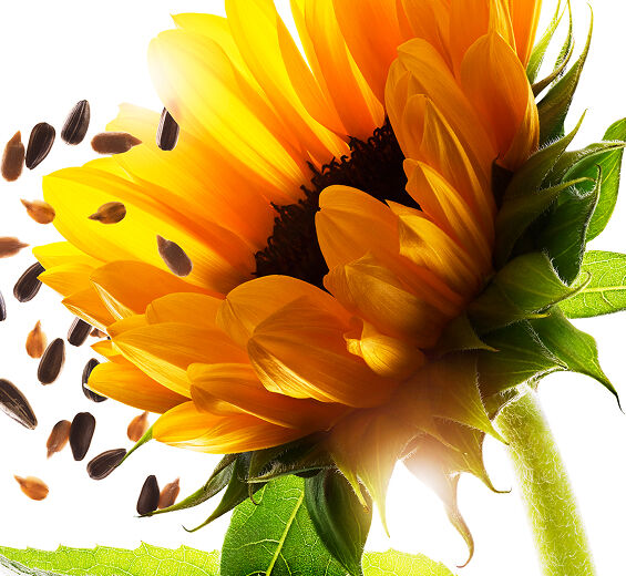 해바라기-해바라기 오일-Helianthus annuus (sunflower) seed oil