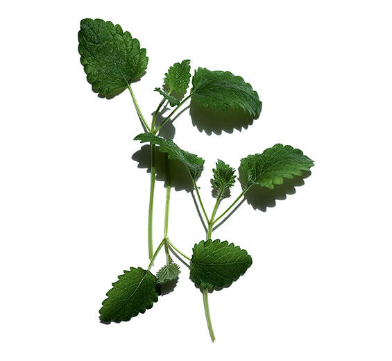 레몬 밤-레몬 밤-Melissa officinalis leaf extract