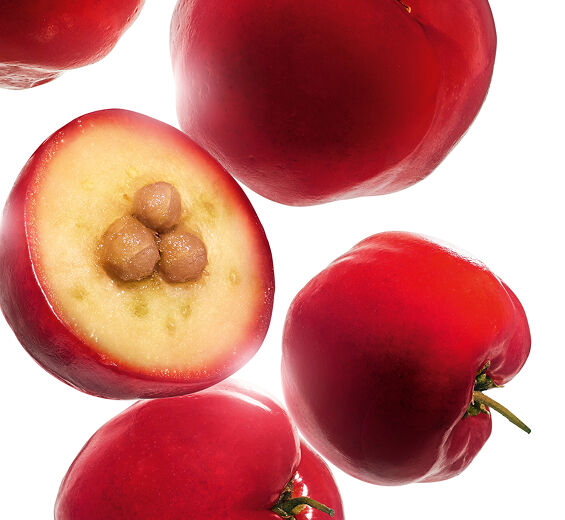 아세롤라-아세롤라 추출물-Malpighia emarginata (acerola) fruit extract