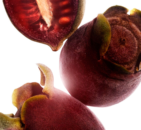 도금양-로즈머틀 추출물-Rhodomyrtus tomentosa fruit extract