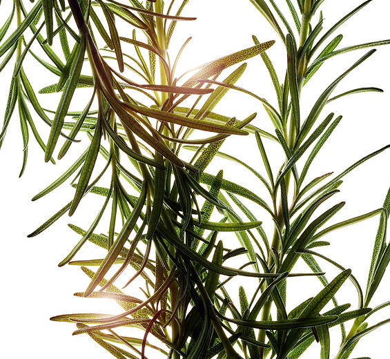 로즈마리-로즈마리 추출물-Rosmarinus officinalis (rosemary) leaf extract