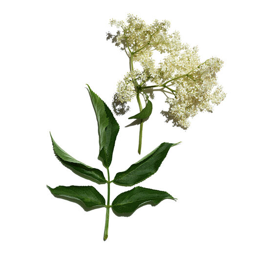 엘더-엘더 추출물-Sambucus nigra flower extract
