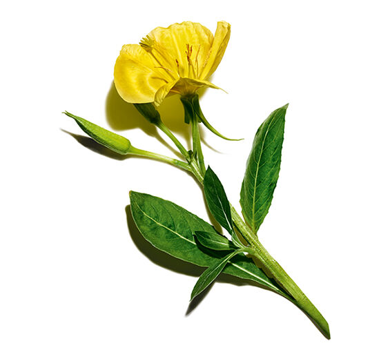 달맞이꽃-달맞이꽃 추출물(유기농 식물)-Oenothera Biennis (Evening Primrose) Flower/Leaf/Stem Extract