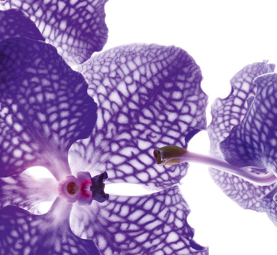 블루 오키드-블루 오키드 추출물-Orchid extract,vanda coerulea extract